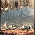 Florida birds bathing near water metal wall art