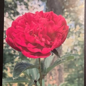Rose Metal Wall Art